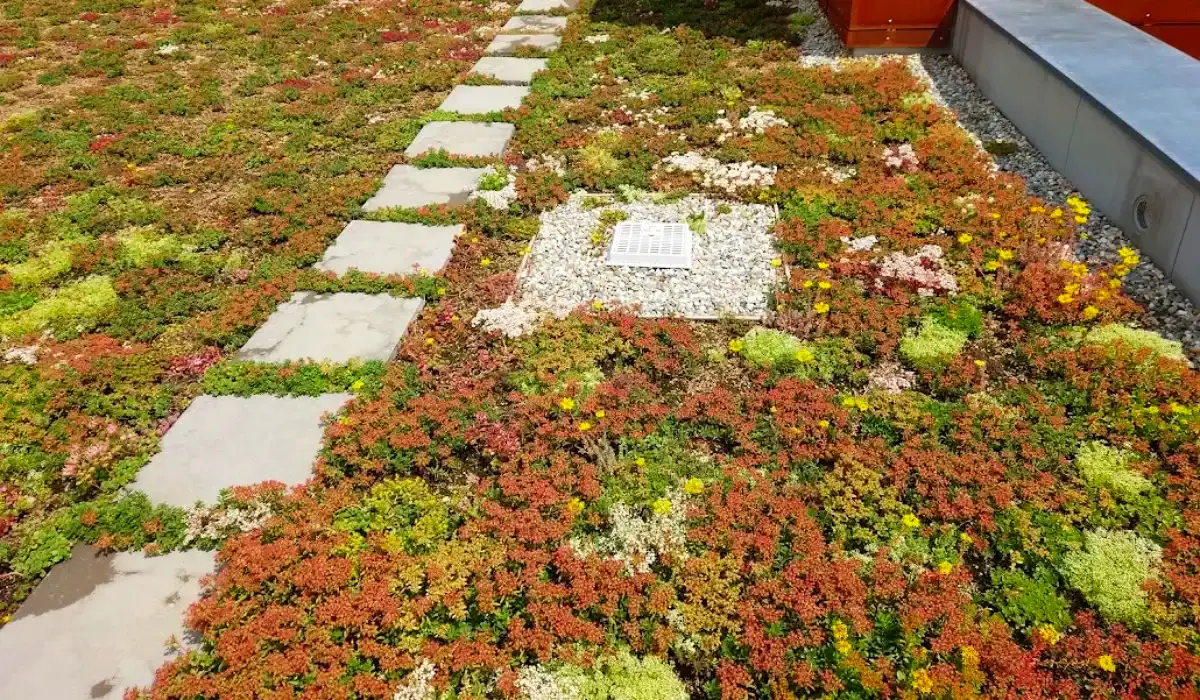 extenzivni strecha rozchodnikovy koberec dawyck